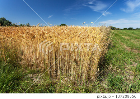 The edge of a grain field 137209356
