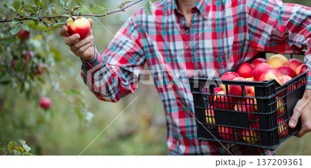 Farmer harvesting ripe red apples orchard holding fruit crate full of fresh organic produce autumn 137209361