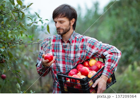 Farmer harvesting ripe red apples orchard holding fruit crate full of fresh organic produce autumn Farmer harvesting ripe red apples orchard holding fruit crate full of fresh organic produce autumn 137209364