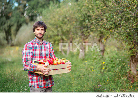 Man farmer holding wooden box apples autumn harvest season, from tree in verdant orchard 137209368