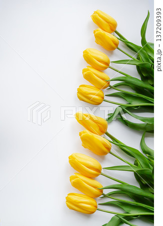 Minimal arrangement of fresh yellow tulips forming floral border on light background with copy space 137209393