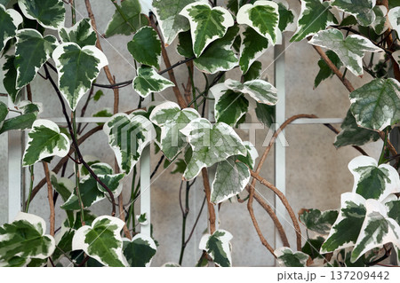Green and white variegated ivy climbing a trellis against a tan wall background. Natural outdoor decoration for gardening and landscape design. Hedera algeriensis 137209442
