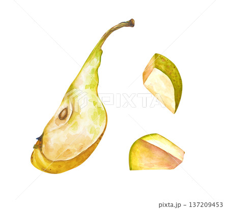 Watercolor quarter of a pear with a core and a peduncle and sliced pieces of a pear. Realistic botanical illustration on an isolated background. A juicy fruit clipart in natural colors for menus and 137209453