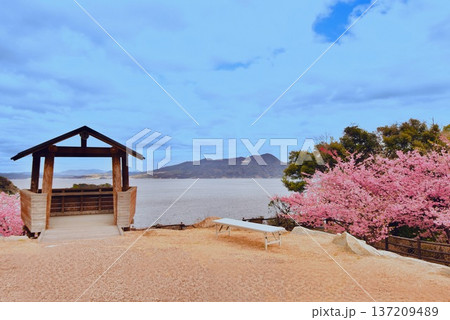 上関城山歴史公園の河津桜9 上関城山歴史公園の河津桜9 137209489