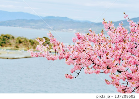 上関城山歴史公園の河津桜10 上関城山歴史公園の河津桜10 137209602