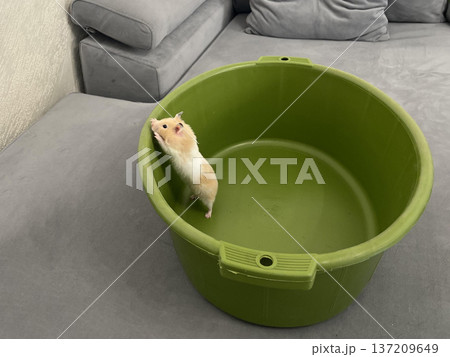 a hamster in a green bowl on the sofa a hamster in a green bowl on the sofa 137209649