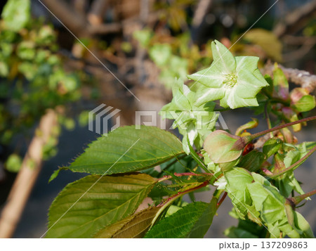 満開に咲く御衣黄桜 満開に咲く御衣黄桜 137209863