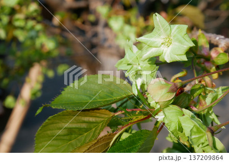 満開に咲く御衣黄桜　～3:2バージョン 137209864