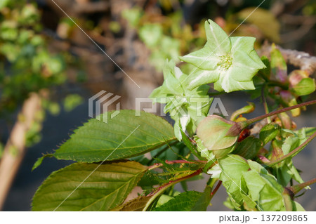 満開に咲く御衣黄桜　～3:2バージョン 137209865