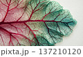 赤と緑の葉脈が美しい透過した葉のクローズアップ 137210120