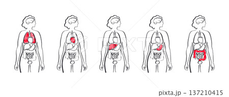 Internal Organs Sketch 137210415