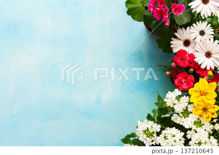 Colorful spring flowers decorate a home balcony, creating a vibrant atmosphere. This scene showcases various blooms against a bright blue background, enhancing the outdoor space charm 137210645