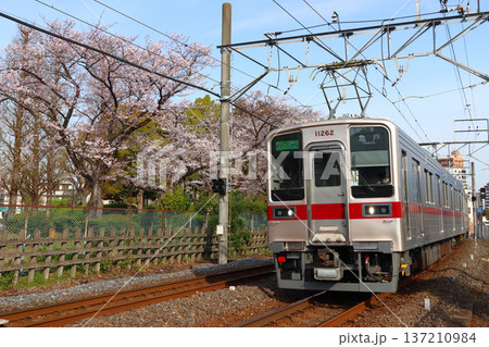［TS］桜と東武亀戸線10050系電車（ワンマン運転：曳舟⇔亀戸） 137210984