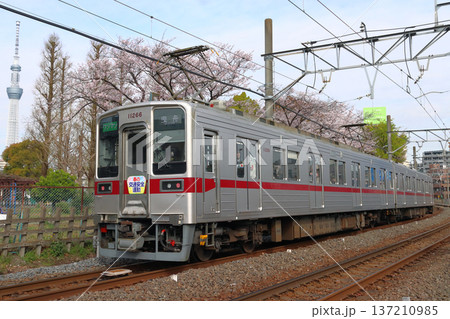 ［TS］桜と東武亀戸線10050系電車（ワンマン運転：曳舟⇔亀戸） 137210985