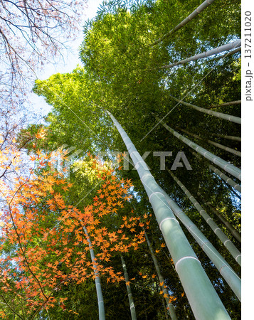 日本の美しい秋の景色 青々した竹林と鮮やかな紅葉 日本の美しい秋の景色 青々した竹林と鮮やかな紅葉 137211020