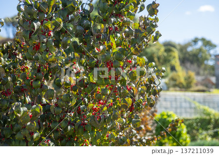 Han River bike path 137211039