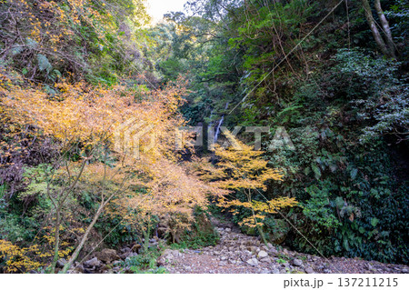 女山滝の紅葉の風景(姶良市) 女山滝の紅葉の風景(姶良市) 137211215