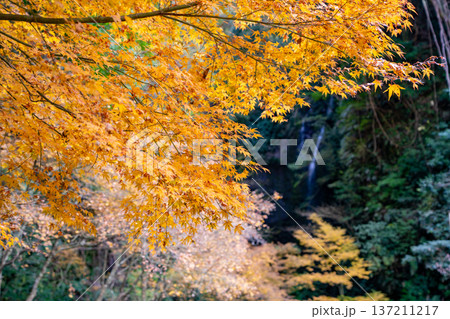 女山滝の紅葉の風景(姶良市) 女山滝の紅葉の風景(姶良市) 137211217