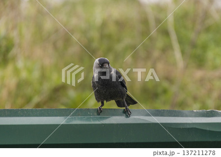 A detailed shot of a Jackdaw sitting on a metal fence with a soft blurred green background. The bird looks curiously at the camera, showing its distinct grey nape and pale eyes A detailed shot of a Jackdaw sitting on a metal fence with a soft blurred green background. The bird looks curiously at the camera, showing its distinct grey nape and pale eyes 137211278