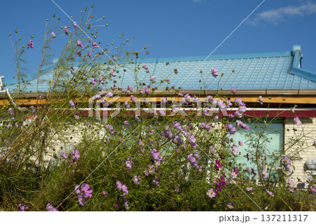 Han River bike path 137211317