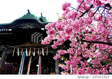 【東京】初春の桜神宮 満開の河津桜と本殿 【東京】初春の桜神宮 満開の河津桜と本殿 137211527