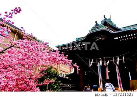 【東京】初春の桜神宮 満開の河津桜と本殿 【東京】初春の桜神宮 満開の河津桜と本殿 137211528