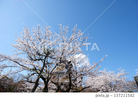 愛知県犬山市_犬山城と桜1_2025年4月 愛知県犬山市_犬山城と桜1_2025年4月 137211582