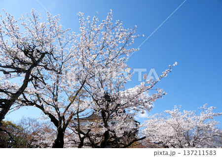 愛知県犬山市_犬山城と桜2_2025年4月 137211583