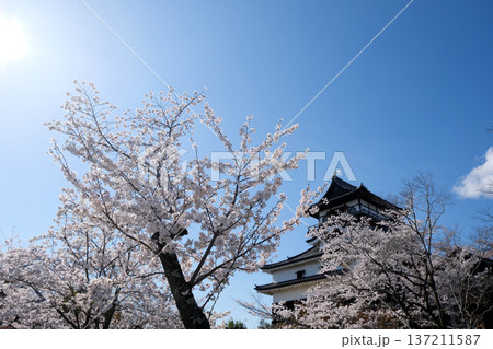 愛知県犬山市_犬山城と桜6_2025年4月 137211587