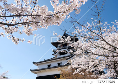 愛知県犬山市_犬山城と桜8_2025年4月 愛知県犬山市_犬山城と桜8_2025年4月 137211589