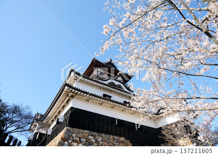 愛知県犬山市_犬山城と桜24_2025年4月 愛知県犬山市_犬山城と桜24_2025年4月 137211605