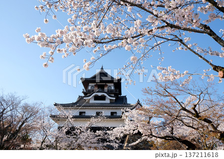愛知県犬山市_犬山城と桜37_2025年4月 137211618