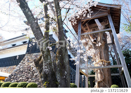 愛知県犬山市_犬山城の桜4_2025年4月 137211629