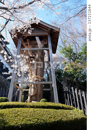 愛知県犬山市_犬山城の桜19_2025年4月 愛知県犬山市_犬山城の桜19_2025年4月 137211644
