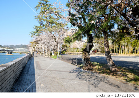 愛知県犬山市_木曽川遊歩道3_2025年4月 137211670