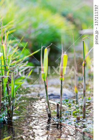 勝坂遺跡公園の湧水と芽吹く草 里山の春の小川 勝坂遺跡公園の湧水と芽吹く草 里山の春の小川 137211787