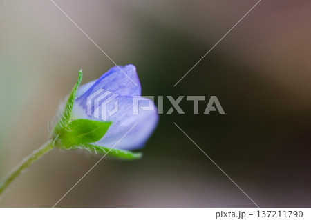開花前のオオイヌノフグリの蕾 春の野草マクロ 開花前のオオイヌノフグリの蕾 春の野草マクロ 137211790