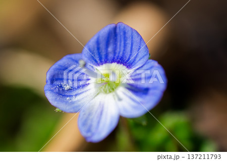 足元に咲くオオイヌノフグリの花 マクロで見る早春の野草 足元に咲くオオイヌノフグリの花 マクロで見る早春の野草 137211793