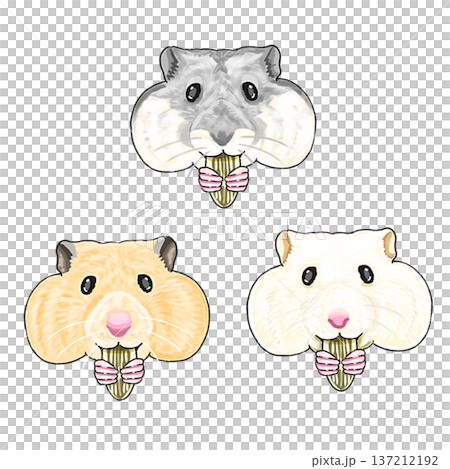 ハムスター3種 137212192