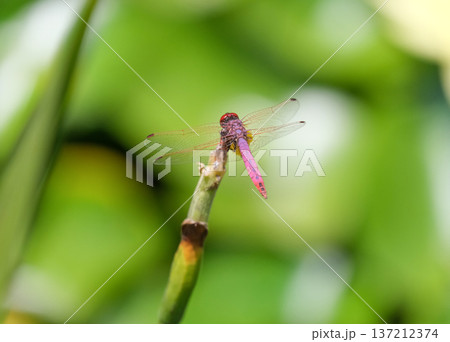 Red-veined darter or nomad (lat.- Sympetrum fonscolombii) Red-veined darter or nomad (lat.- Sympetrum fonscolombii) 137212374