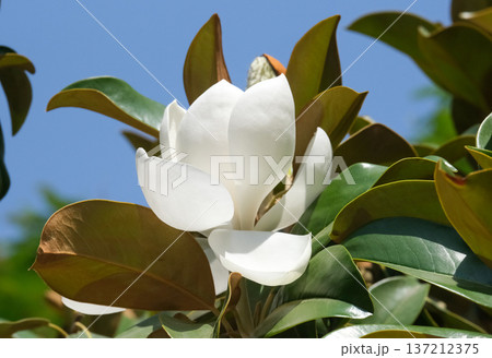 Magnolia grandiflora (lat. Magnolia grandiflora) 137212375