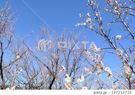 青空と花枝が作る春の余白 137212715