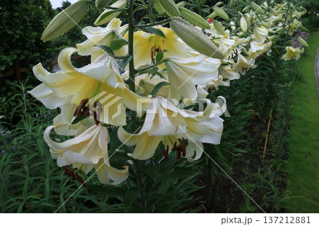 雨粒に濡れた黄色いユリの花のクローズアップ 雨粒に濡れた黄色いユリの花のクローズアップ 137212881