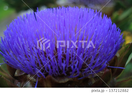 細い花弁が広がる紫色の花のマクロ表現 137212882