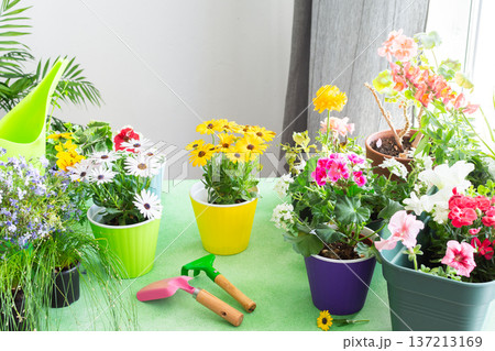 Spring decoration of a home balcony or terrace with flowers, geranium flower and petunias and ivy with spatula and rake on green background, home gardening and hobbies, biophilic design Spring decoration of a home balcony or terrace with flowers, geranium flower and petunias and ivy with spatula and rake on green background, home gardening and hobbies, biophilic design 137213169