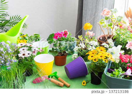 Spring decoration of a home balcony or terrace with flowers, decorated with geraniums, petunias and ivy, with gardening tools on green background, capturing cozy home gardening and biophilic vibes Spring decoration of a home balcony or terrace with flowers, decorated with geraniums, petunias and ivy, with gardening tools on green background, capturing cozy home gardening and biophilic vibes 137213186
