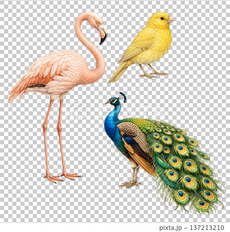 Exotic Bird Collection Illustration   Flamingo, Canary and Peacock Isolated on White 137213210