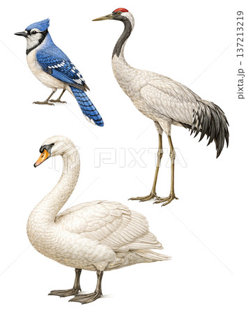Elegant Bird Illustration Collection   Blue Jay, Crane and Swan 137213219