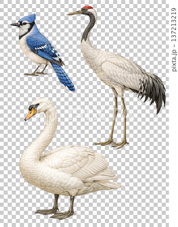 Elegant Bird Illustration Collection   Blue Jay, Crane and Swan 137213219