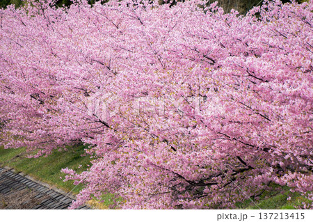 河津桜 河津桜 137213415